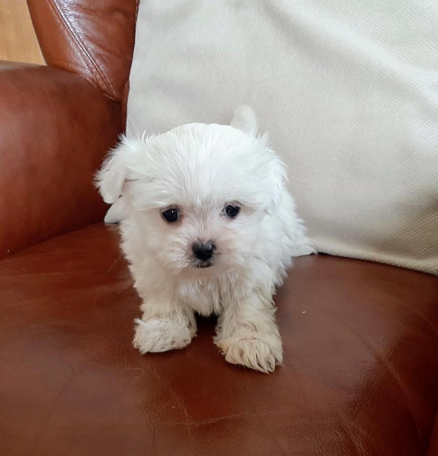 Boutique B&B Poppy'S บรูจส์ ภายนอก รูปภาพ